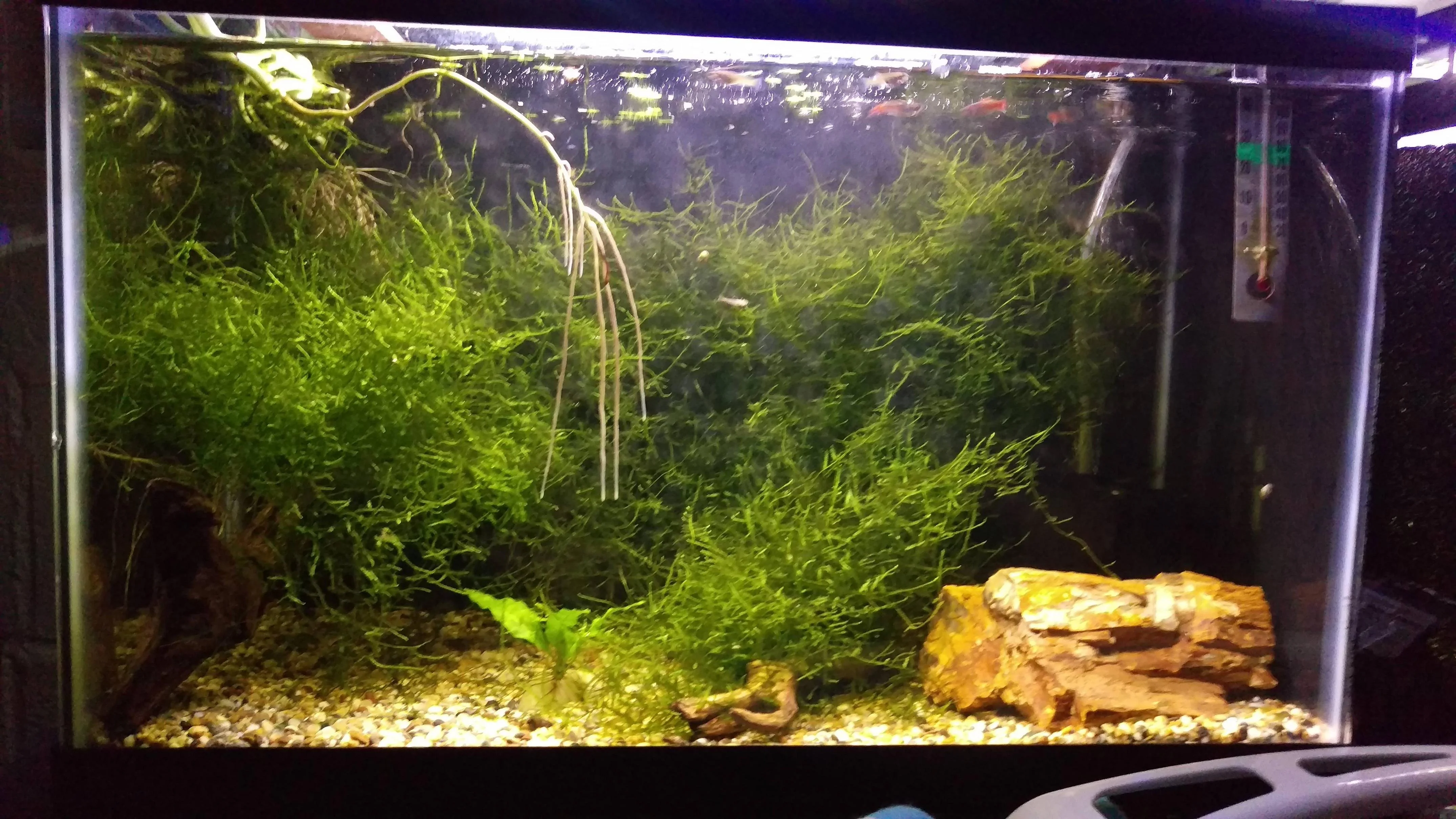 Java moss ve yoğun bitkili akvaryum