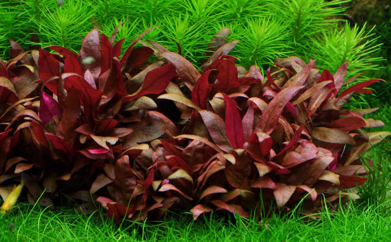 Alternanthera Reineckii