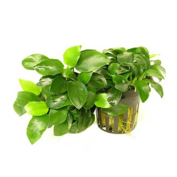 Anubias Nana 2