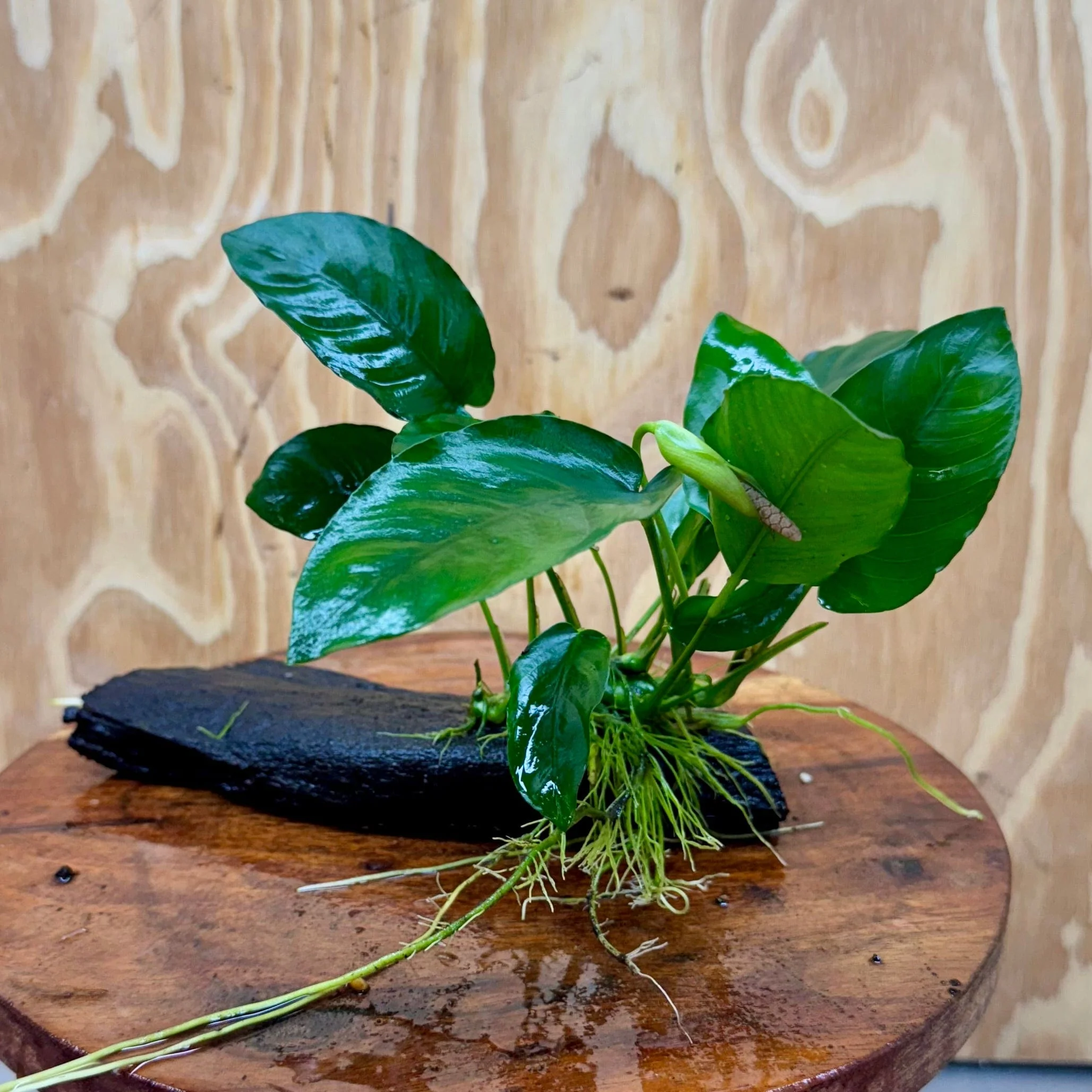 Anubias Nana