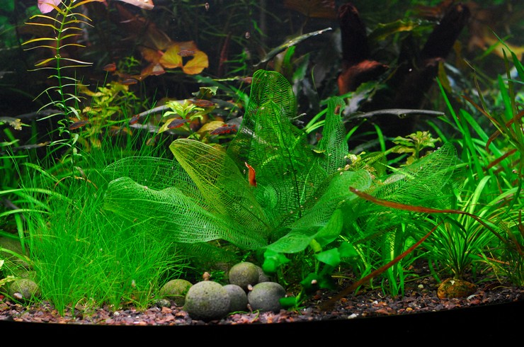 Aponogeton 2