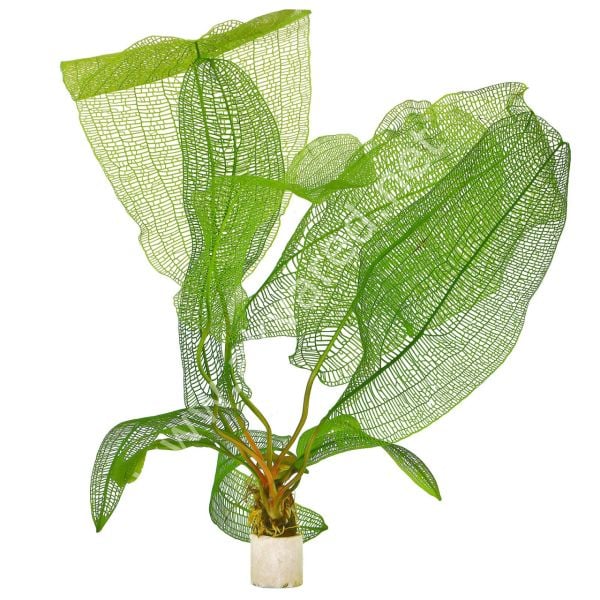 Aponogeton