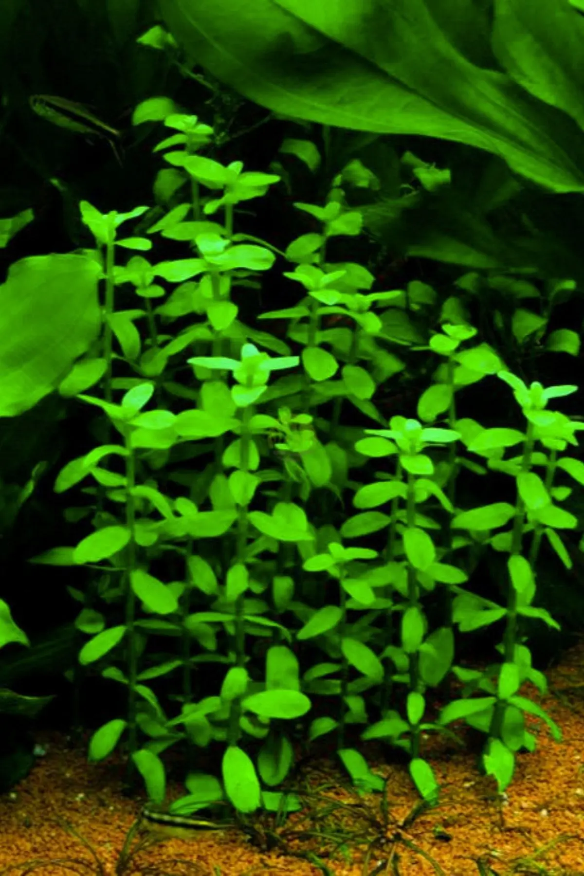 Bacopa Caroliniana 3