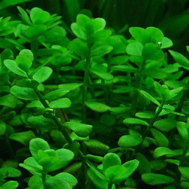 Bacopa Caroliniana