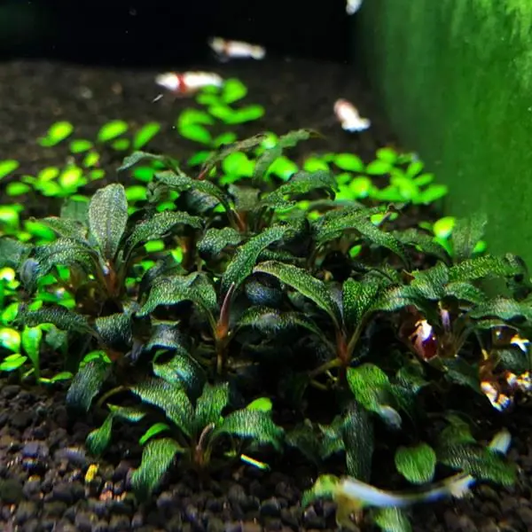 Bucephalandra 2