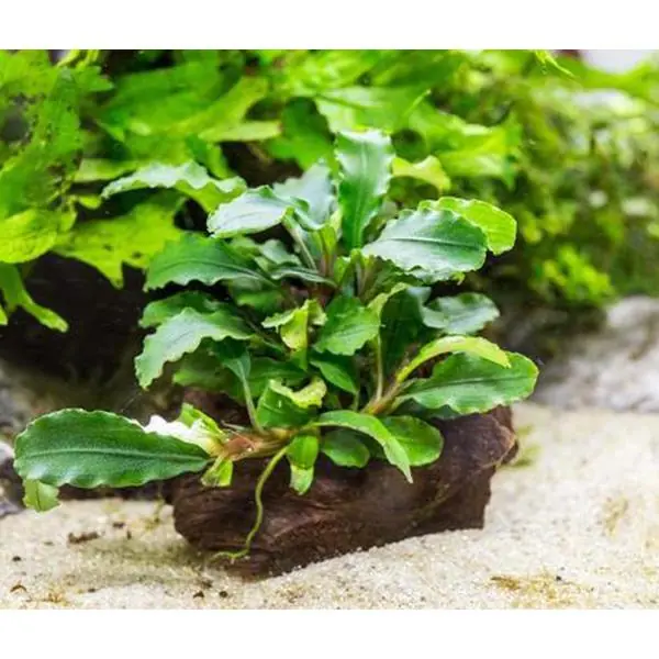 Bucephalandra 3