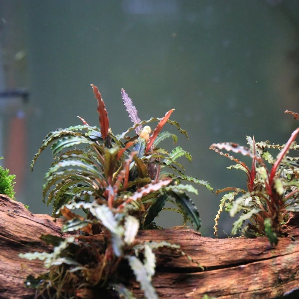 Bucephalandra
