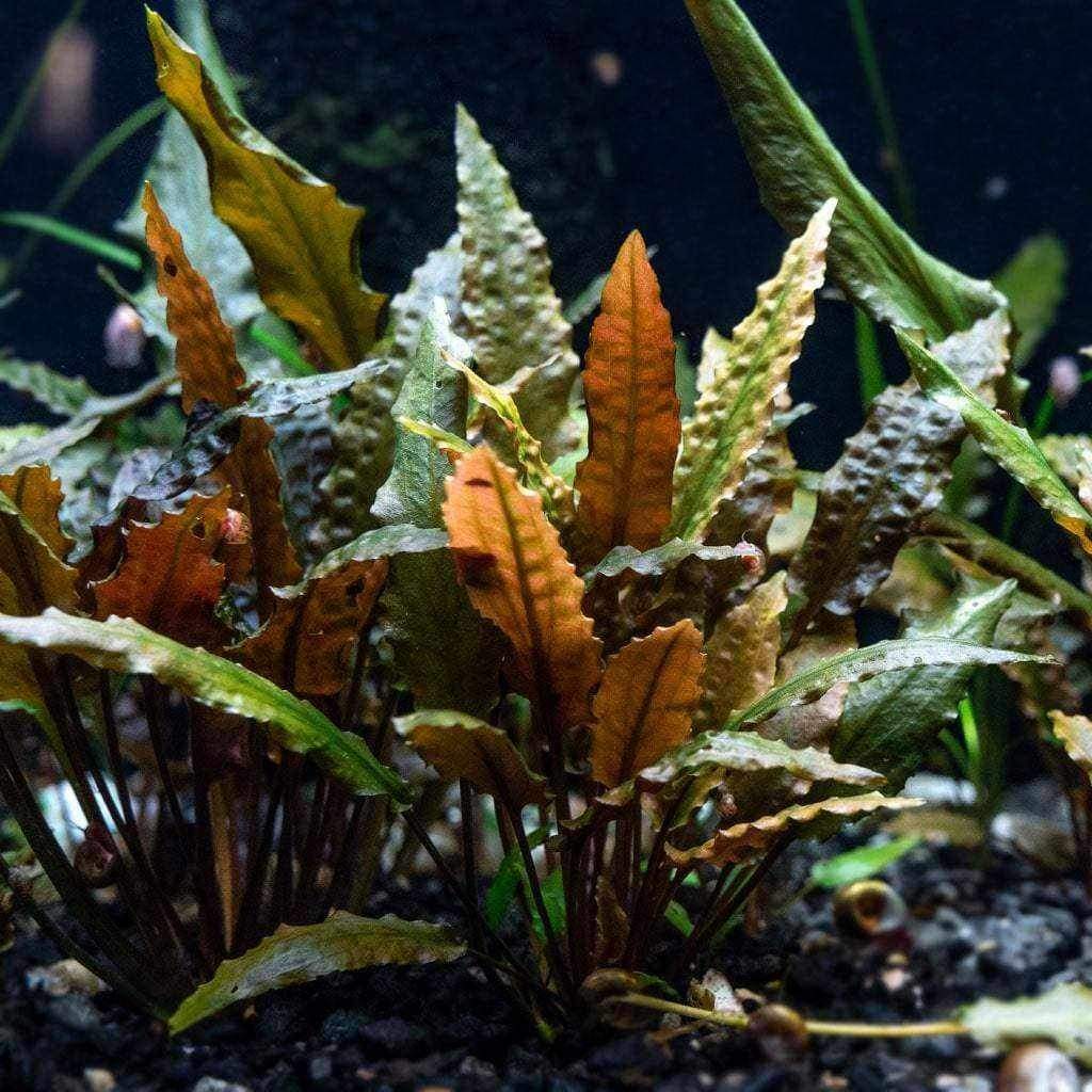 Cryptocoryne Wendtii 2
