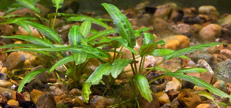 Cryptocoryne Wendtii