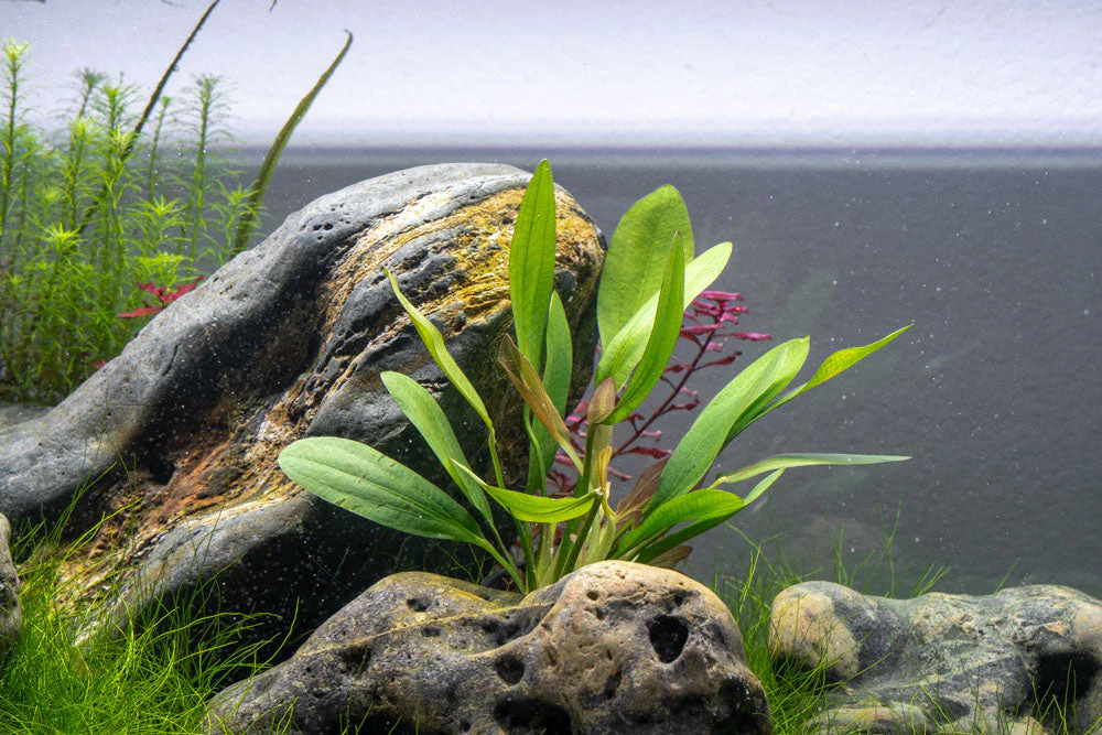 Echinodorus Bleheri 2