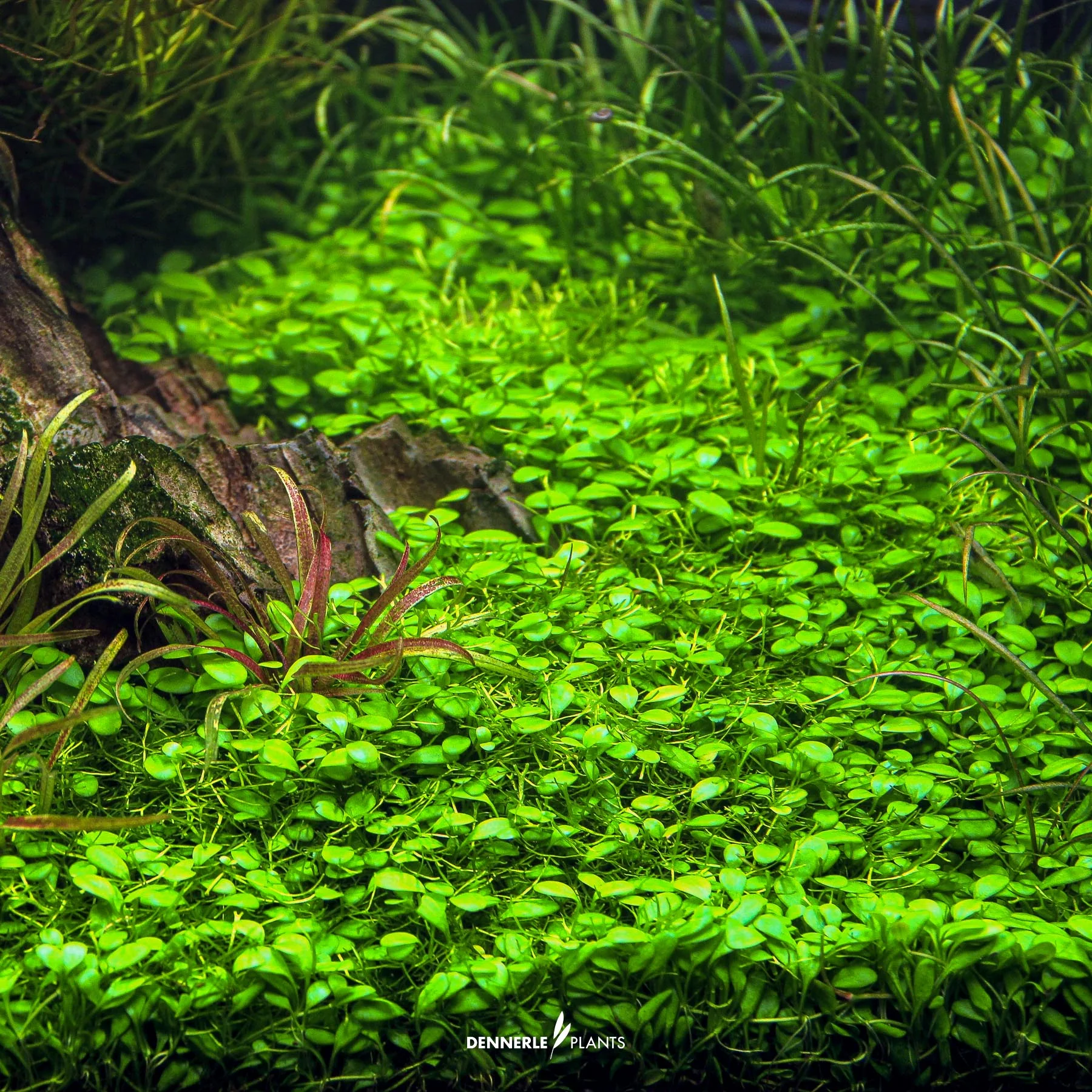Glossostigma 2