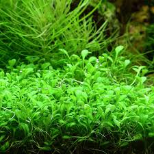 Glossostigma