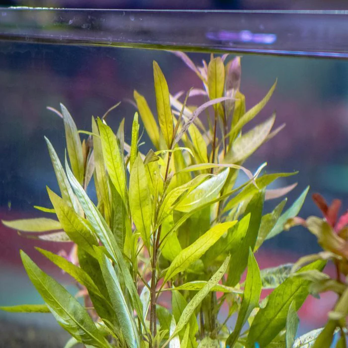Hygrophila Polysperma 2
