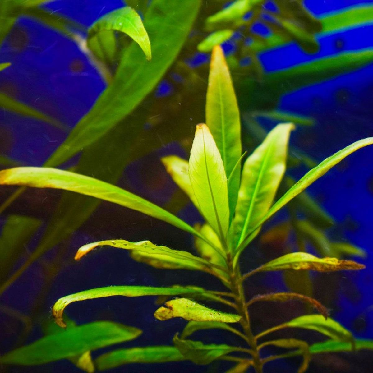 Hygrophila Polysperma 3