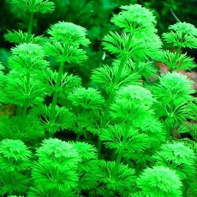 Limnophila Sessiliflora 2