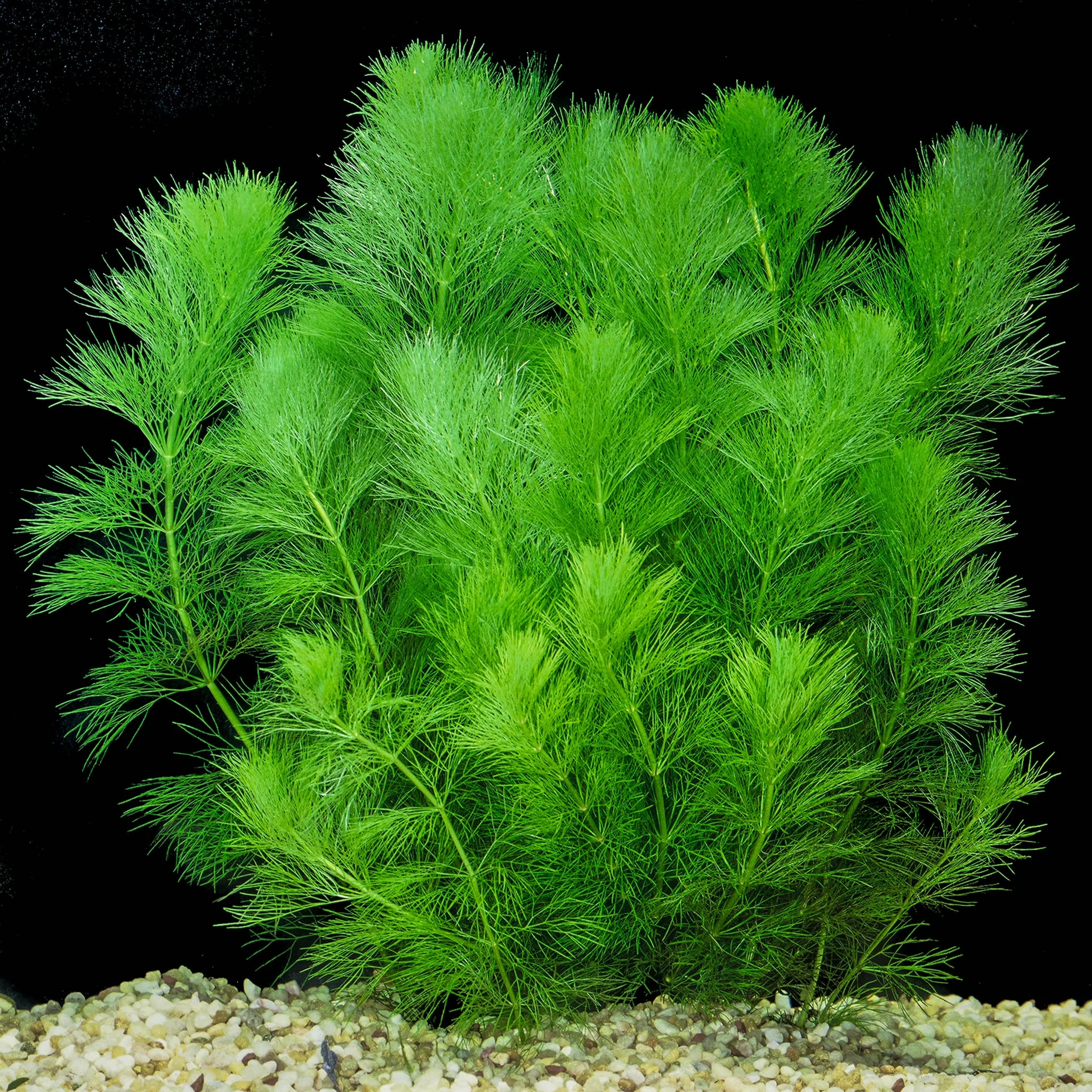 Limnophila Sessiliflora