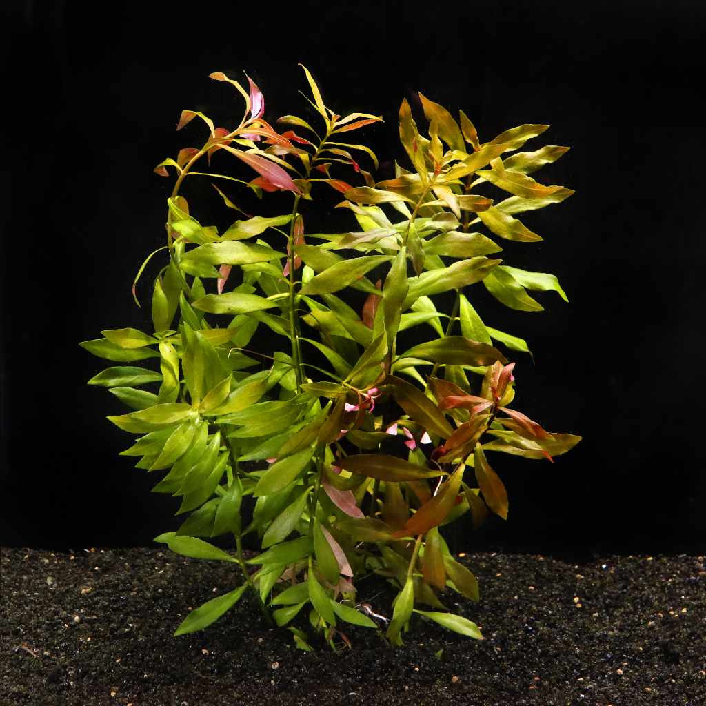 Ludwigia Repens 2