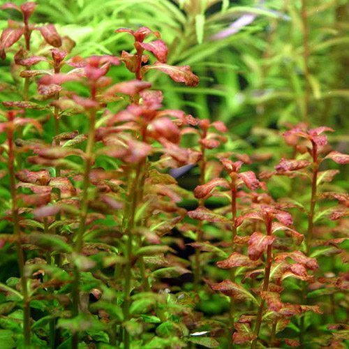 Ludwigia Repens 3
