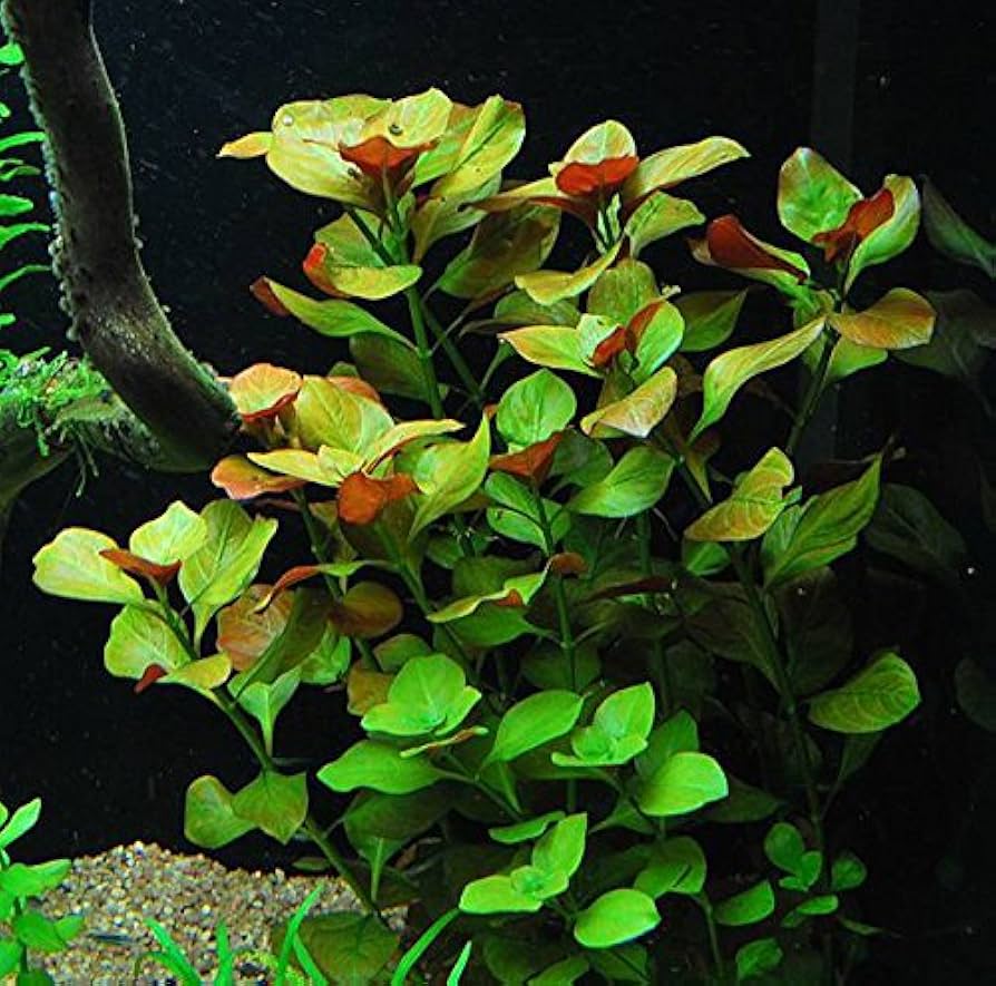 Ludwigia Repens