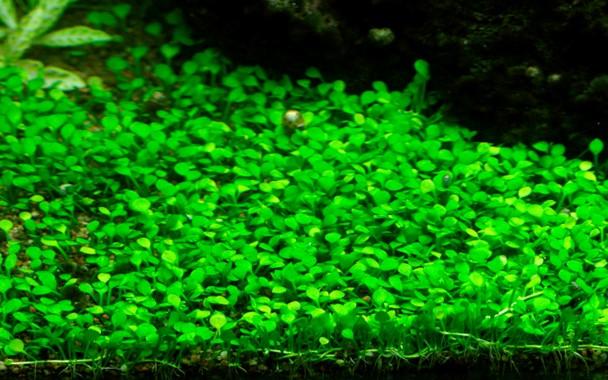 Marsilea Hirsuta 2