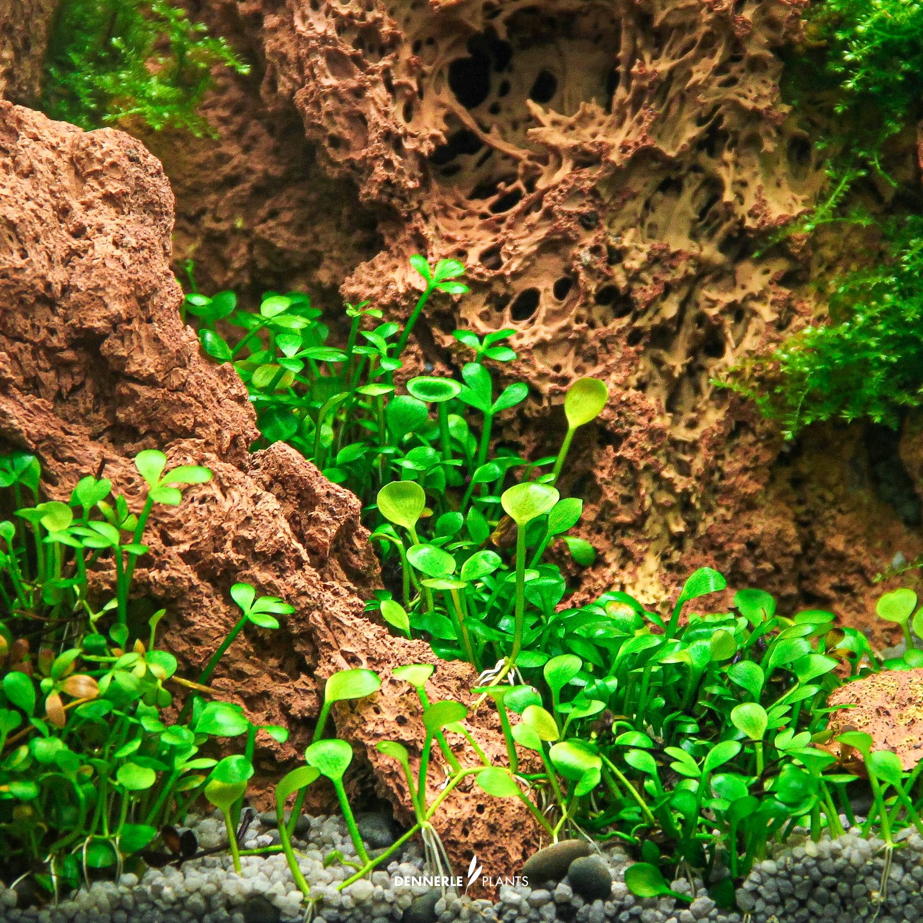 Marsilea Hirsuta 3