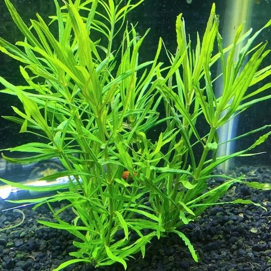 Pogostemon Helferi 2