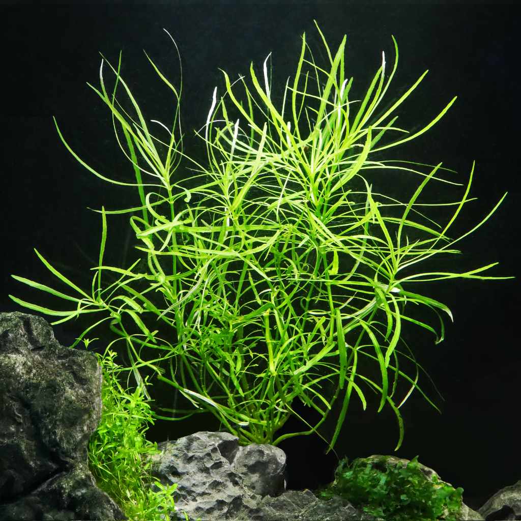 Pogostemon Helferi 3