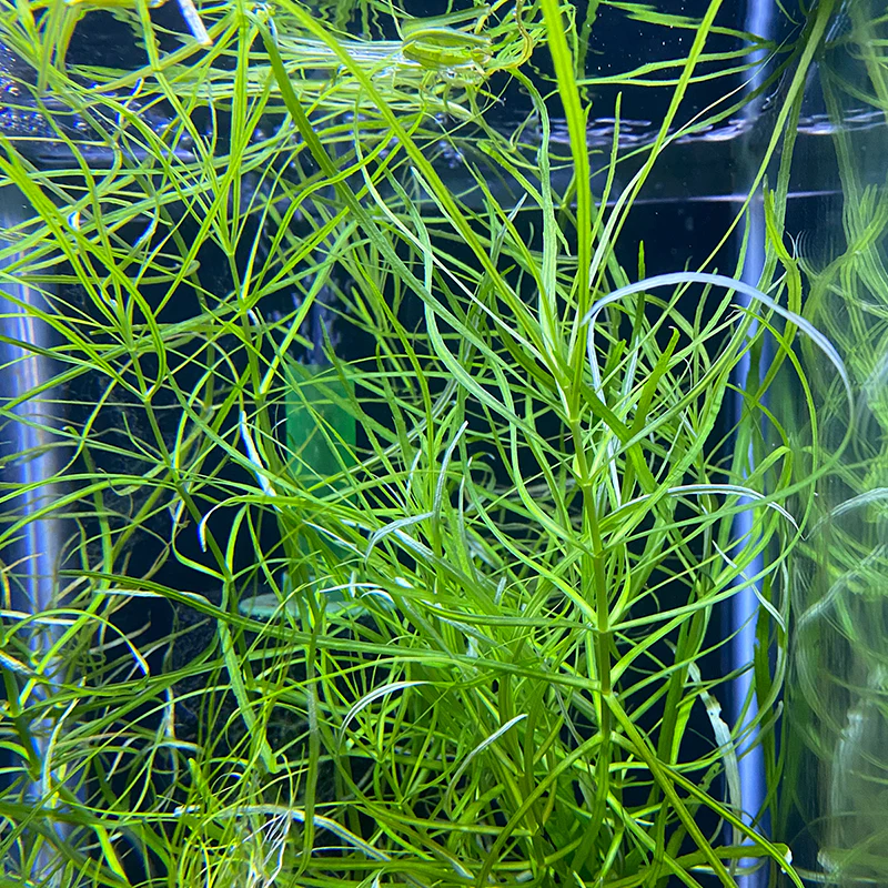 Pogostemon Helferi