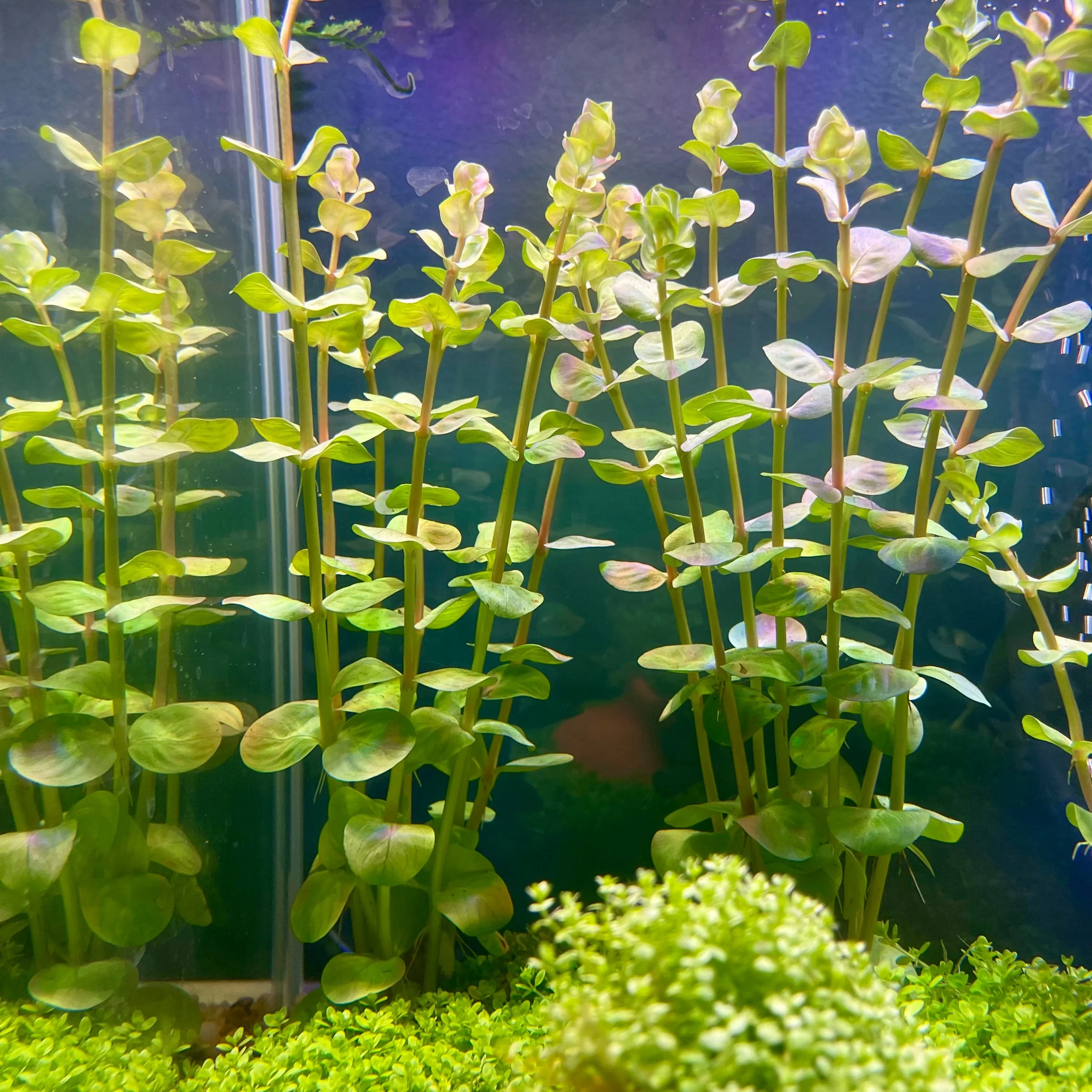Rotala Rotundifolia