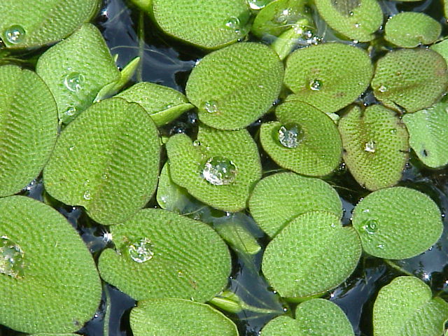 Salvinia Natans