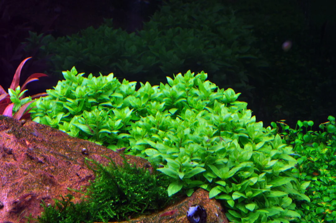 Staurogyne Repens 3