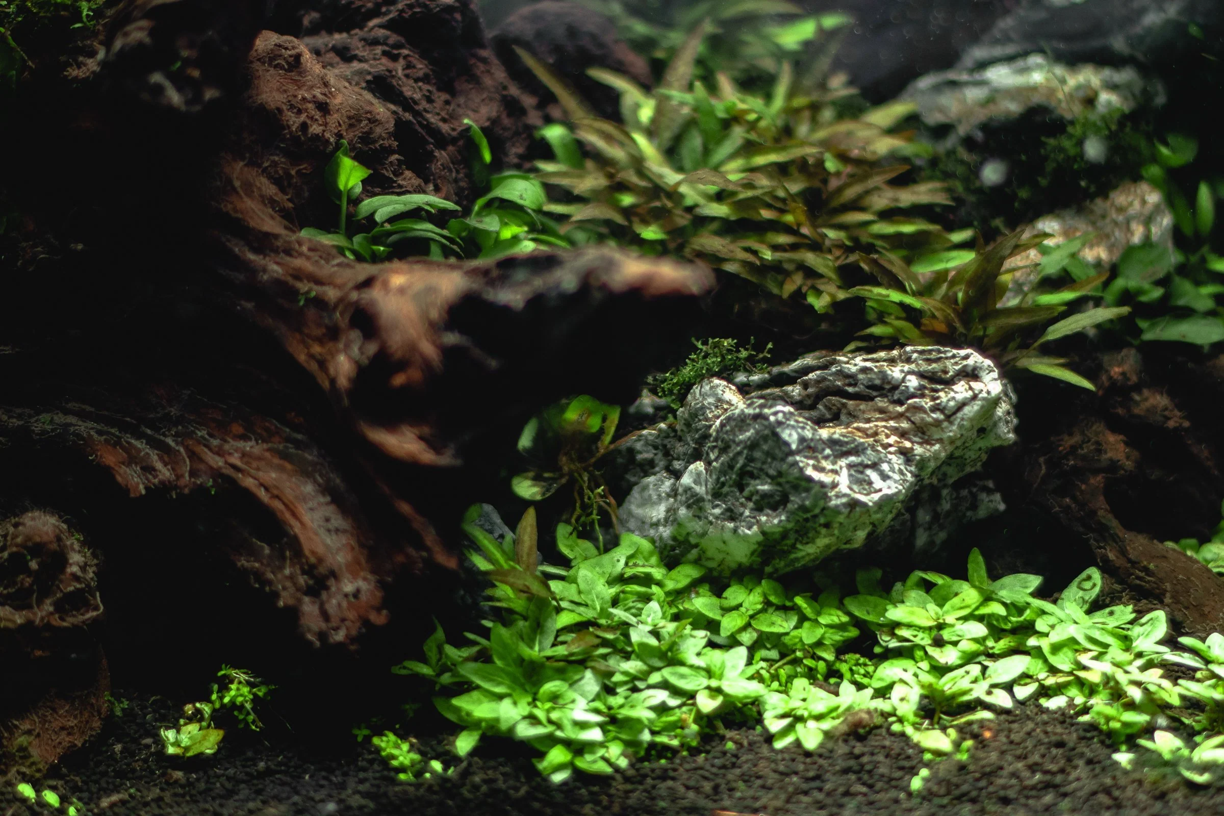Staurogyne Repens