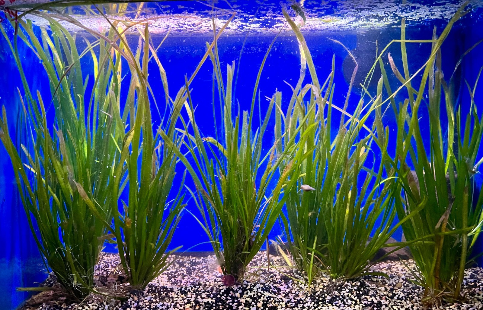 Vallisneria 3