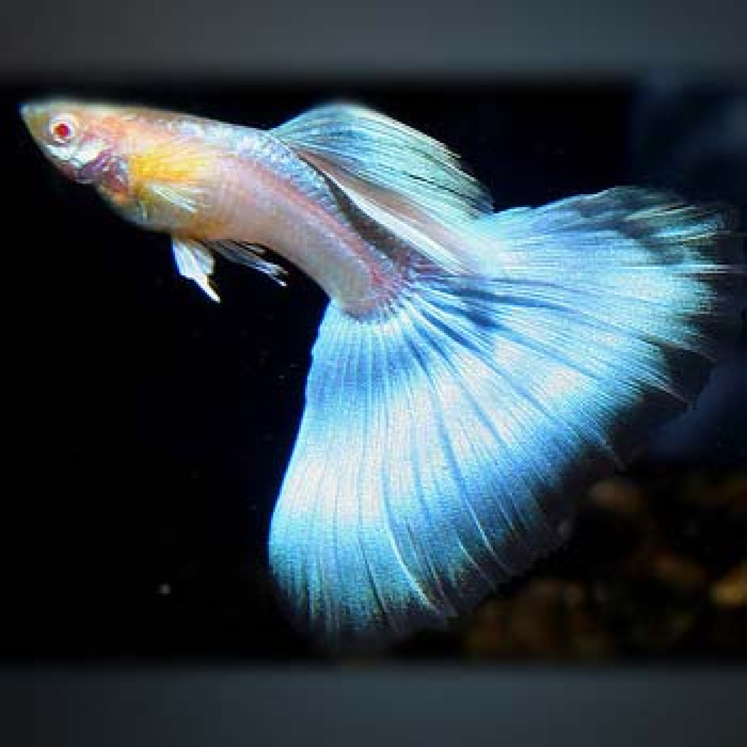 Albino Blue 3