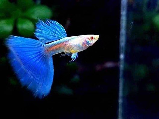 Albino Blue