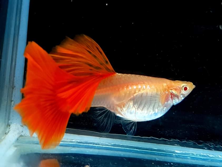 Albino Red 3