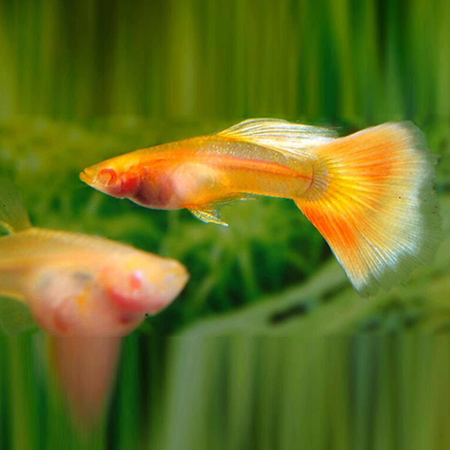 Albino Yellow 2