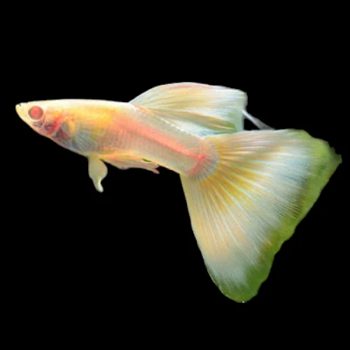 Albino Yellow 3