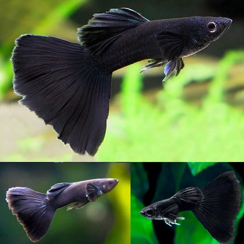 Black Guppy 3