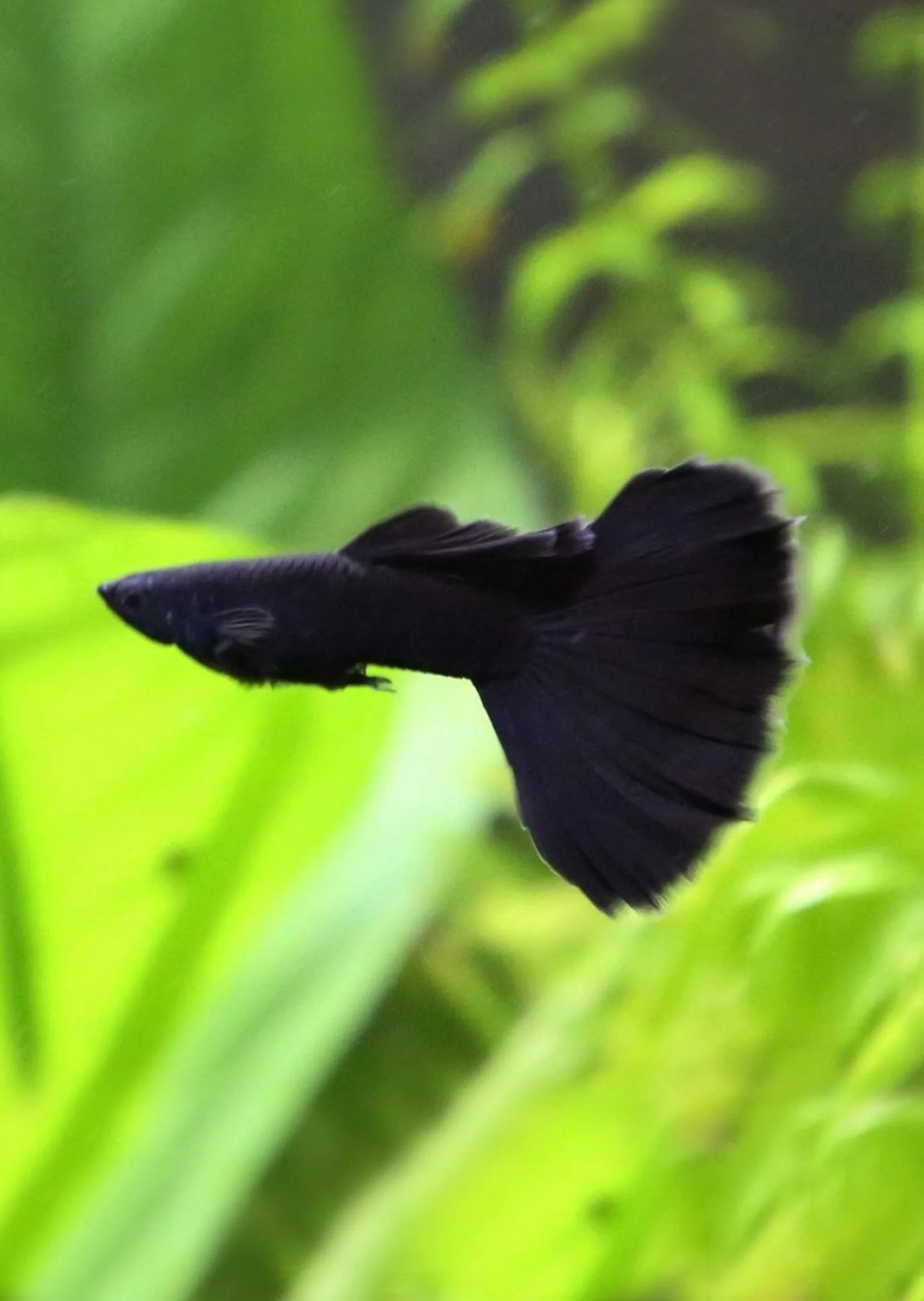 Black Guppy