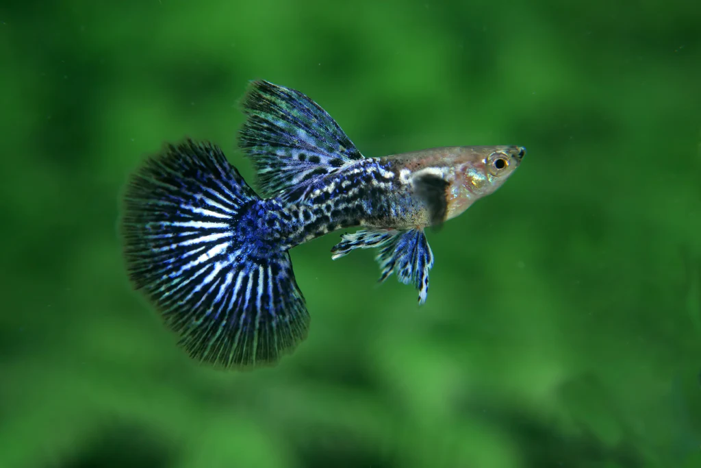 Blue Dragon 2