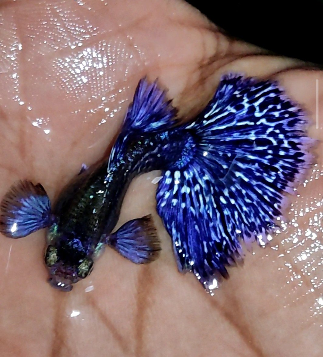 Blue Dragon 3