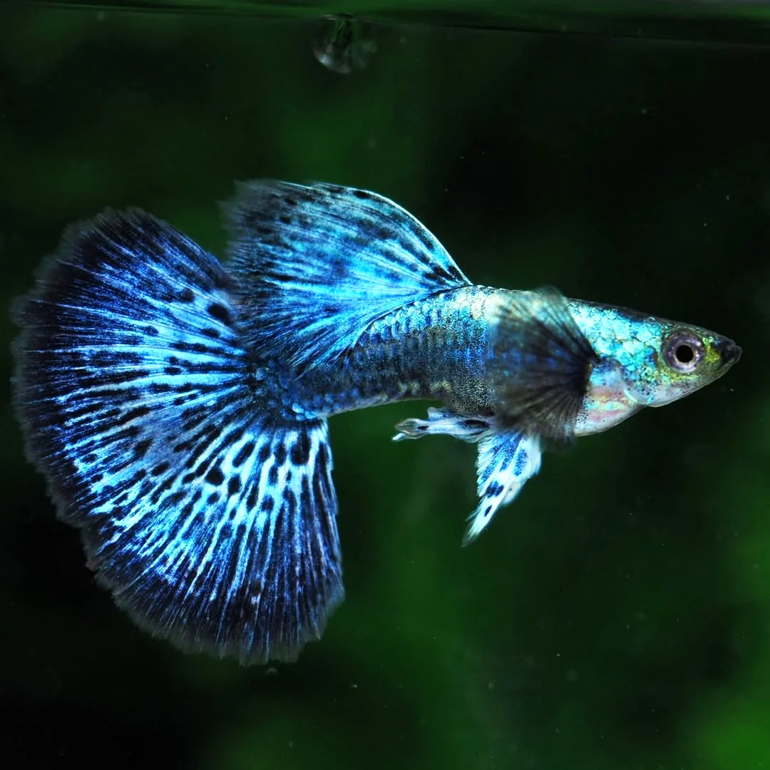 Blue Dragon
