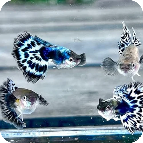 Blue Mosaic 3