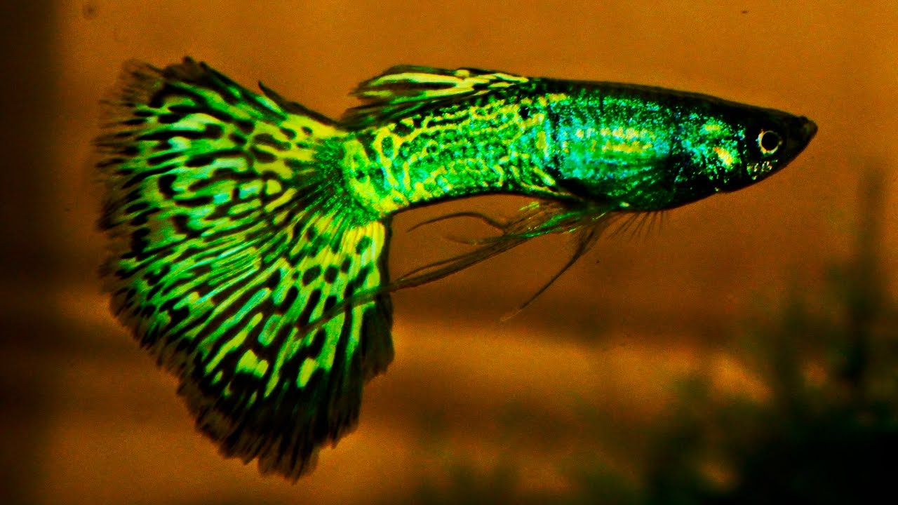 Green Cobra 2