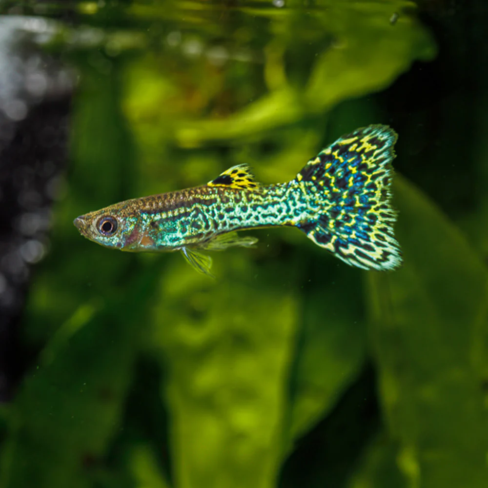 Green Cobra