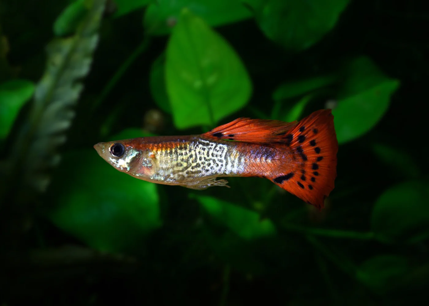 Red Cobra 3