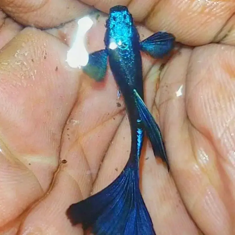 Blue Dumbo Ear 3