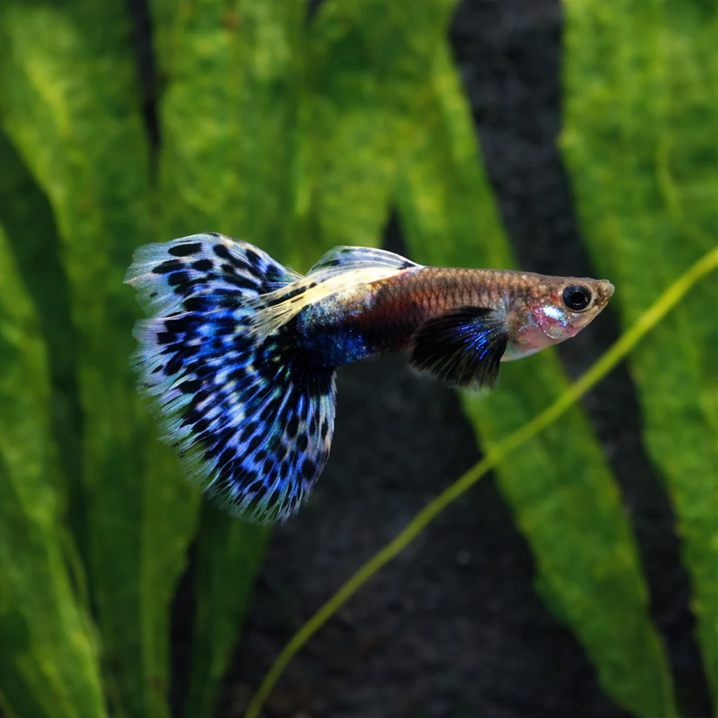 Blue Dumbo Ear
