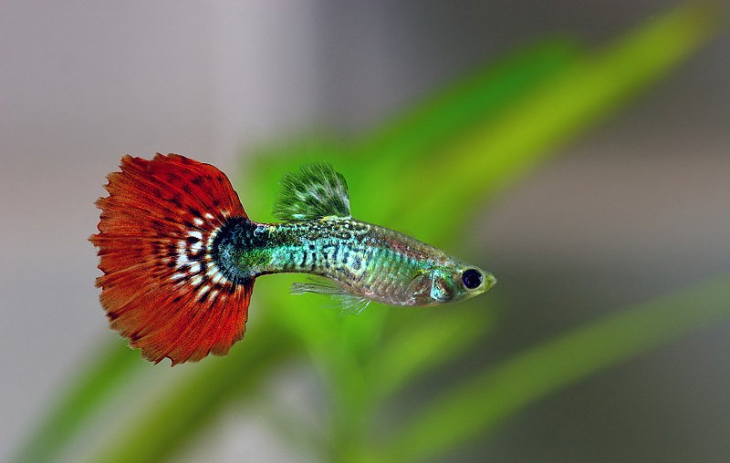 Fan Tail 2